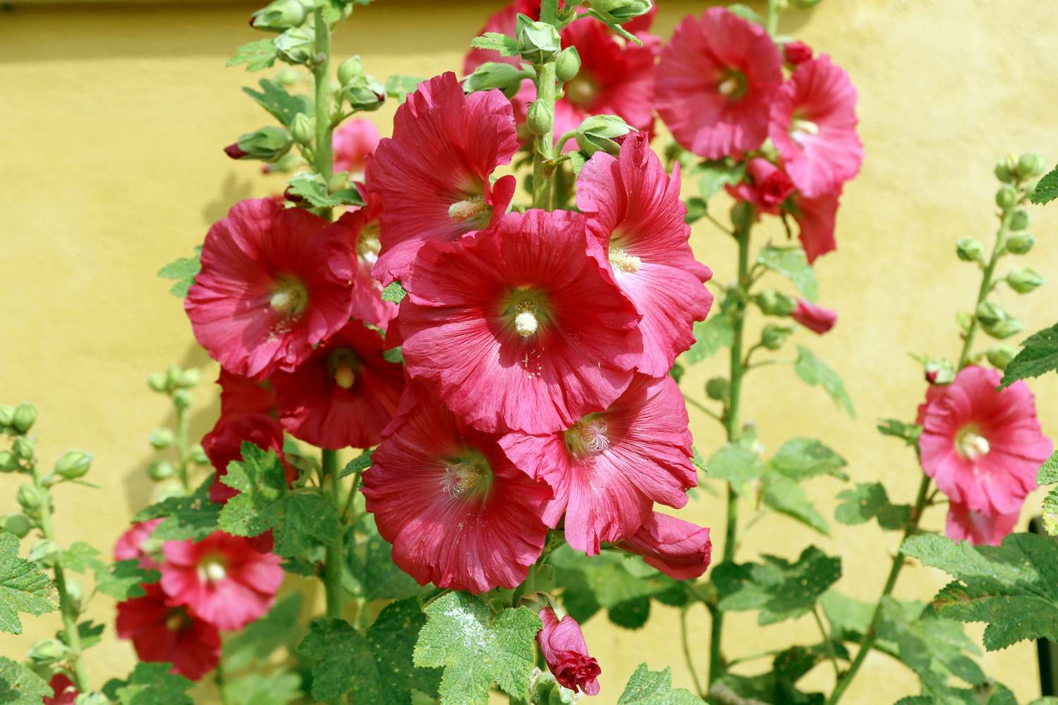 Stokrose 'Red'